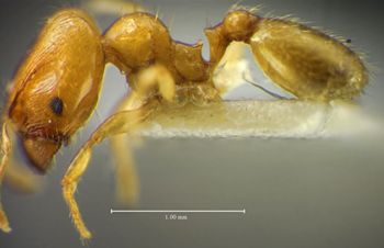 Media type: image;   Entomology 34275 Aspect: habitus lateral view